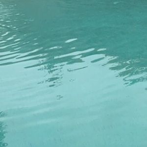 Meet your Posher, Dahlia